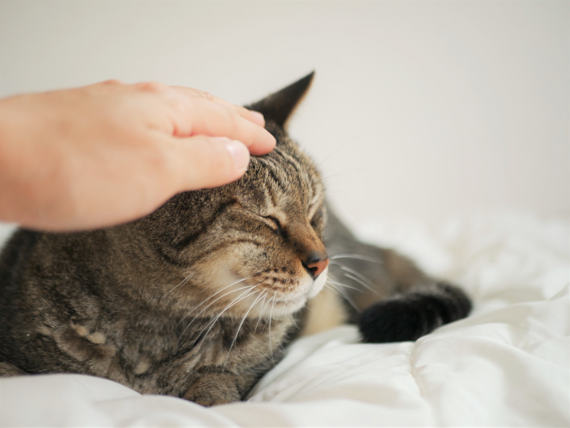 猫の社会化について - 猫とわたし