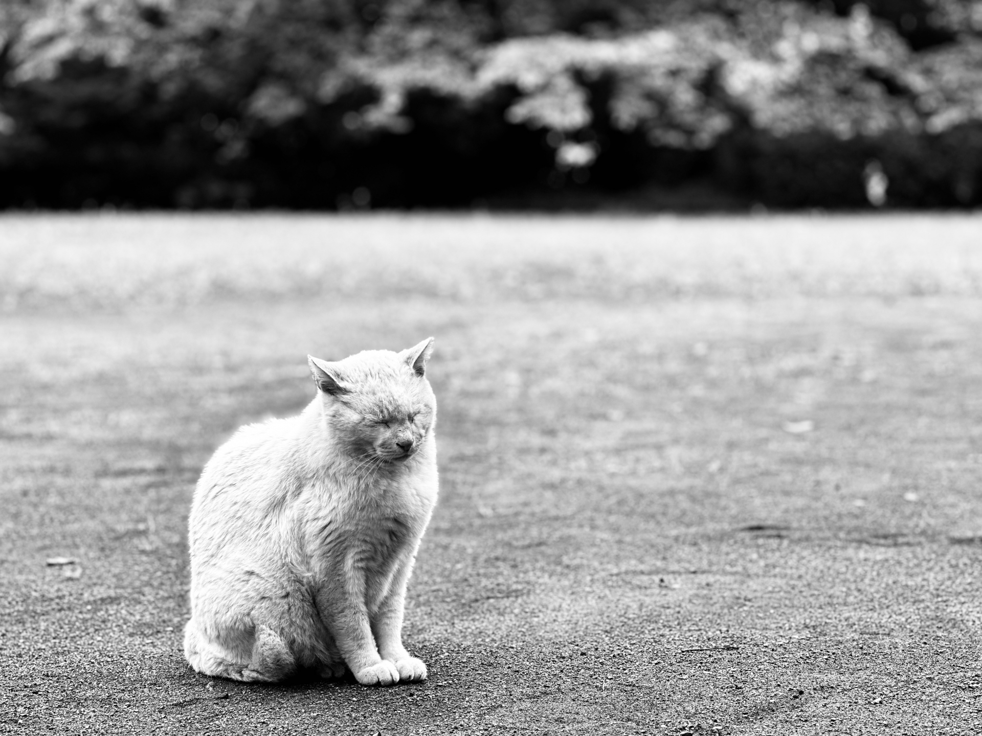 人気 ペットの猫がいなくなったら